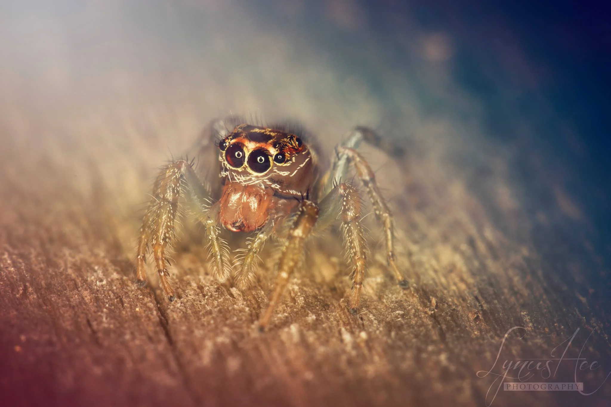 Macro 001.jpg