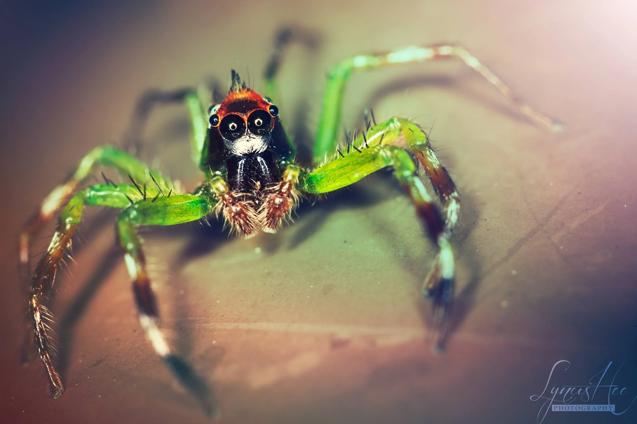 Monkey Spider.jpg