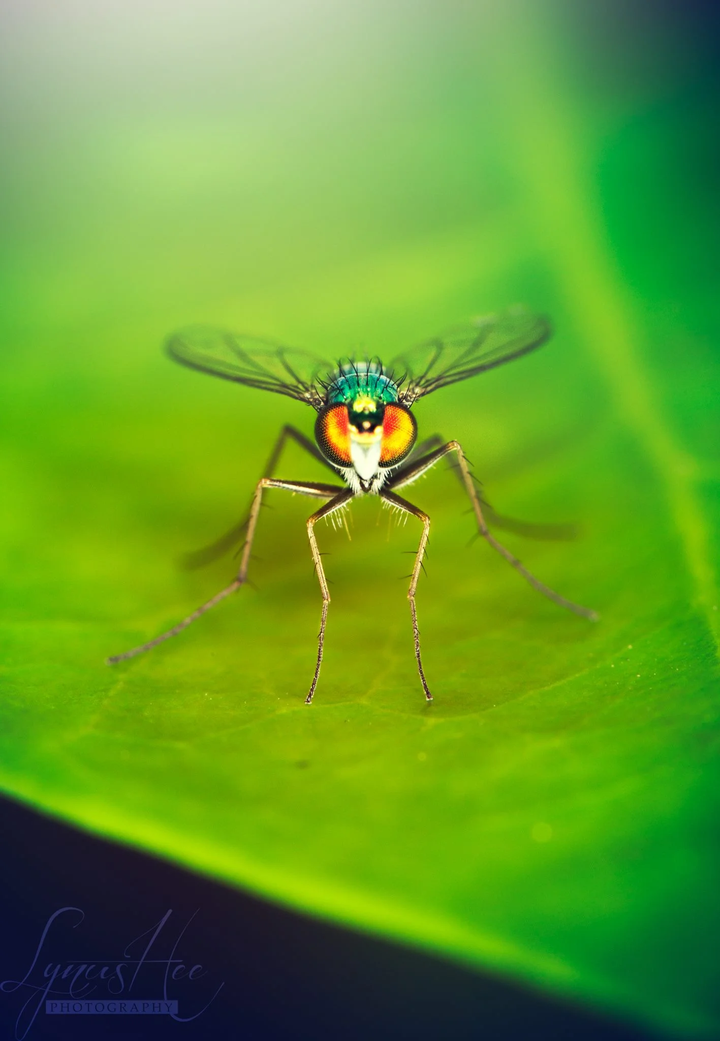 Macro 004.jpg