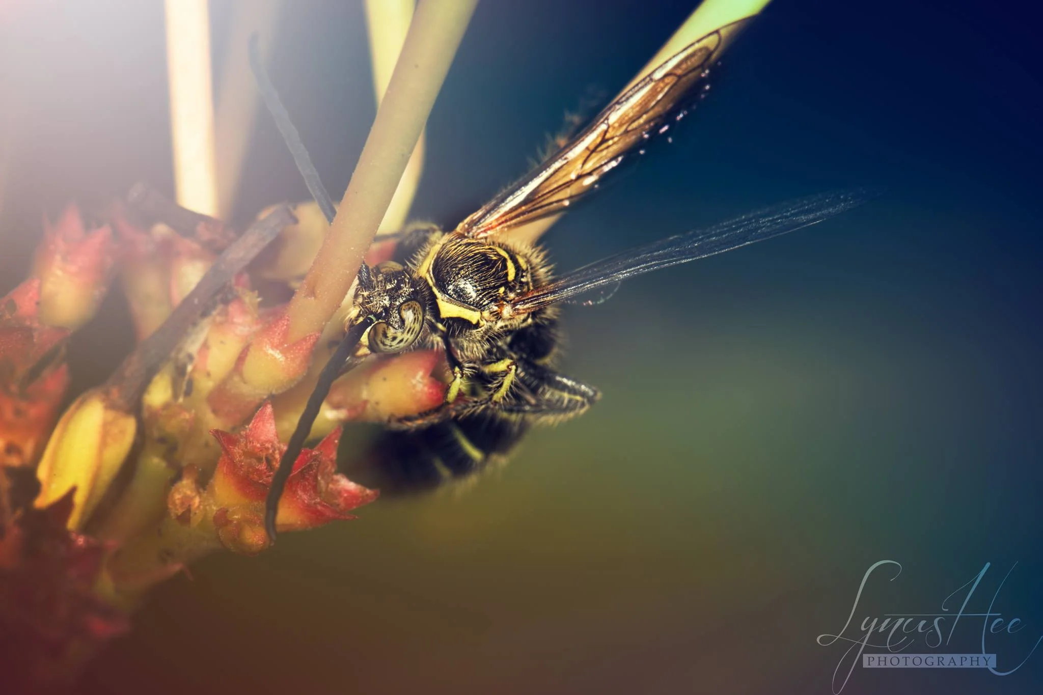 Wasp2.jpg