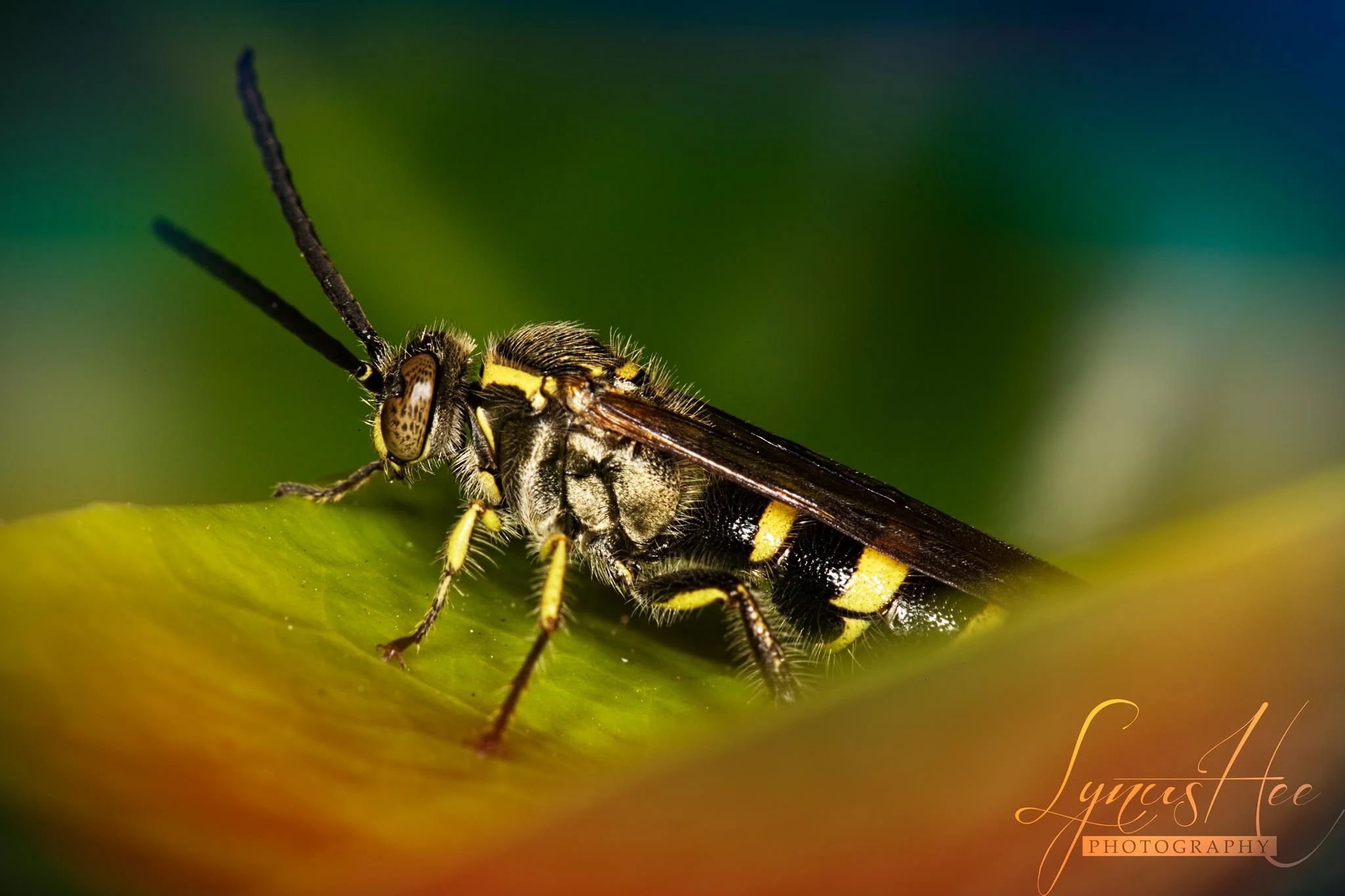 Wasp.jpg