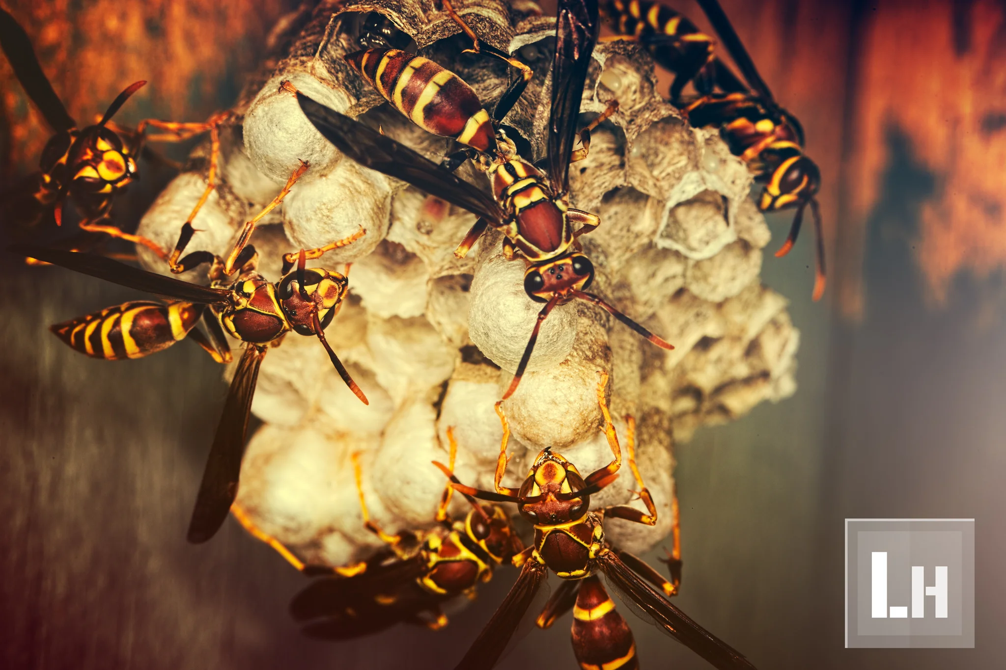 Wasps' Hive