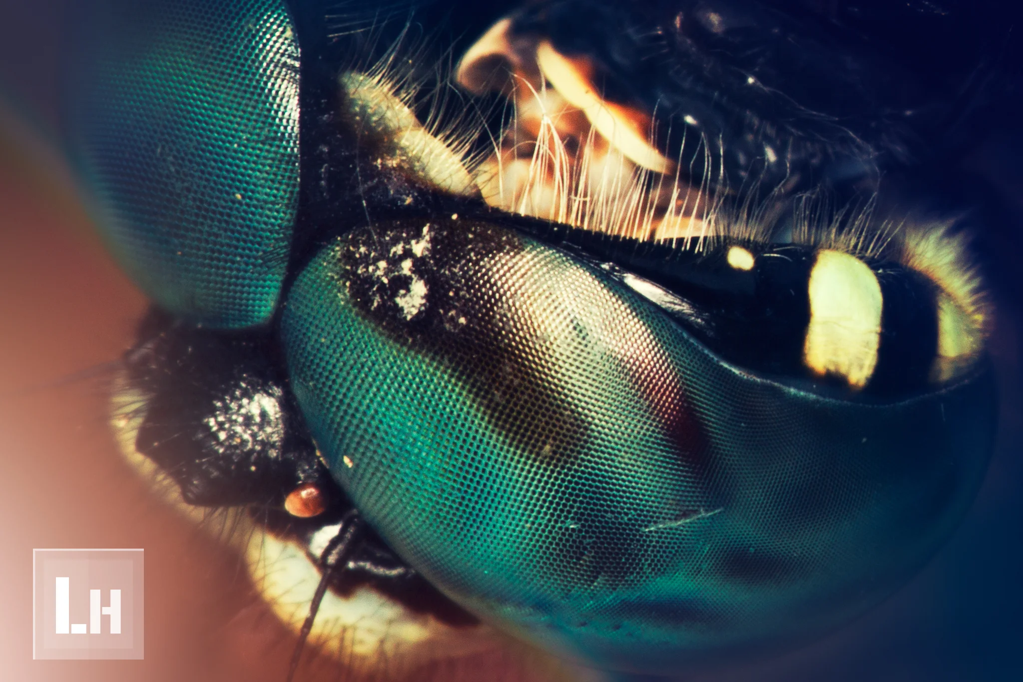 The Eye of a Dragonfly