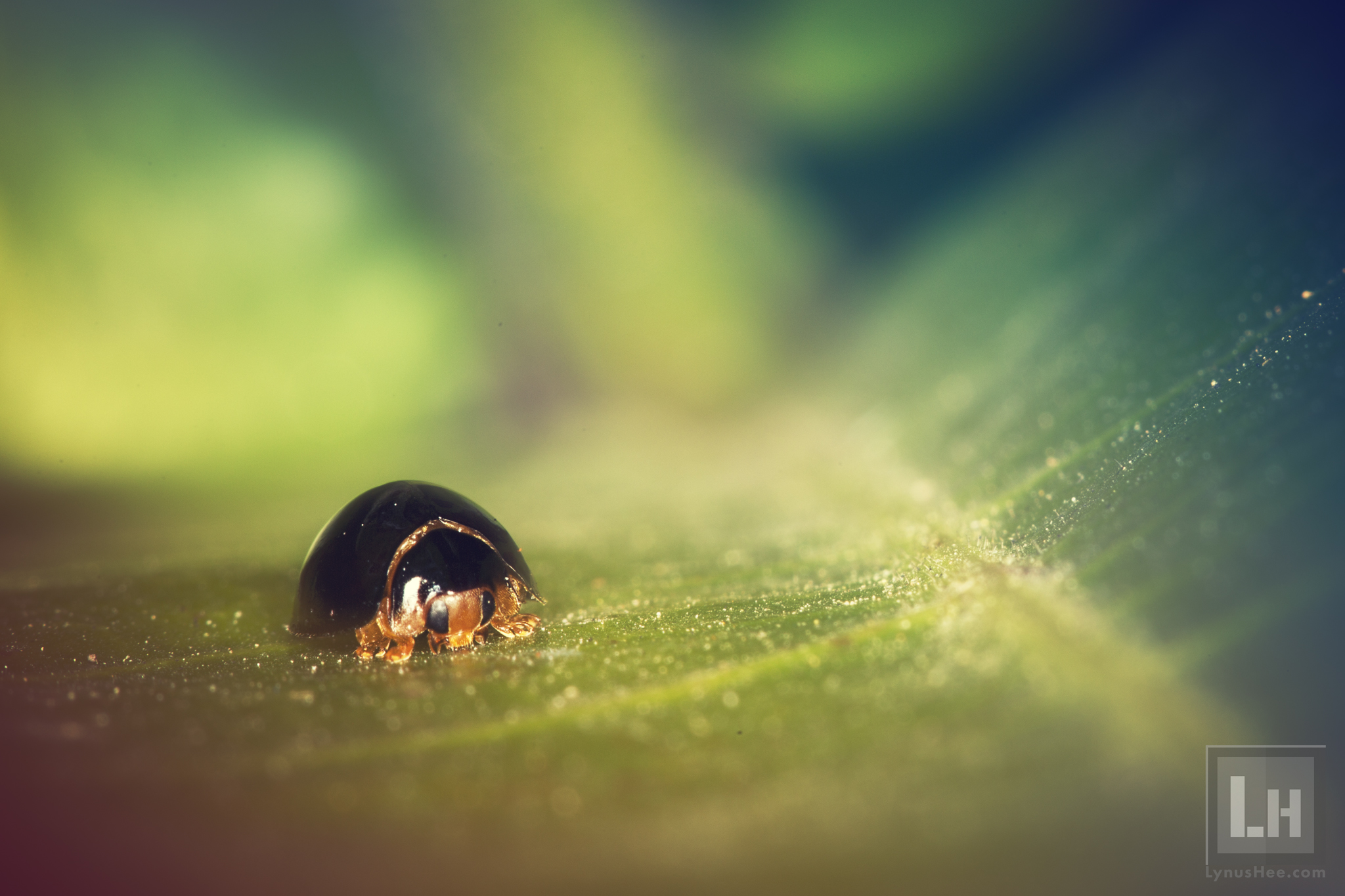 Darth Vader of the insect world