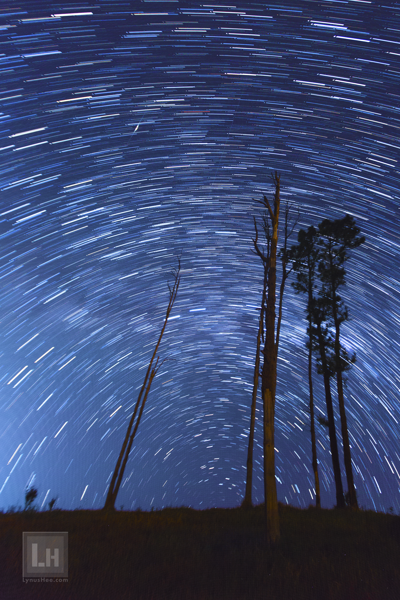 Trails by the Tree