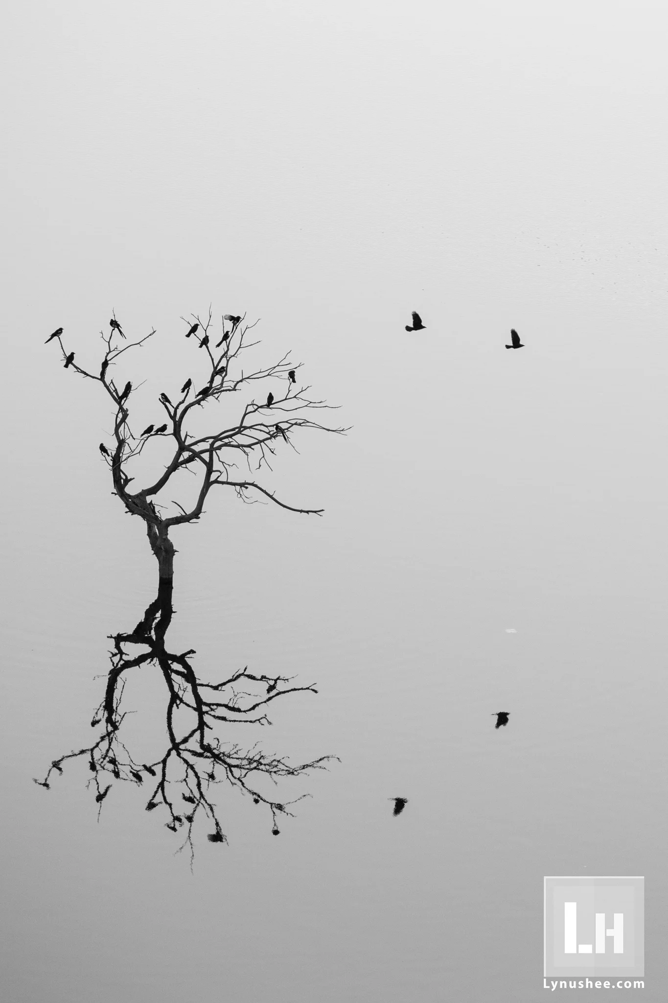 Reflections