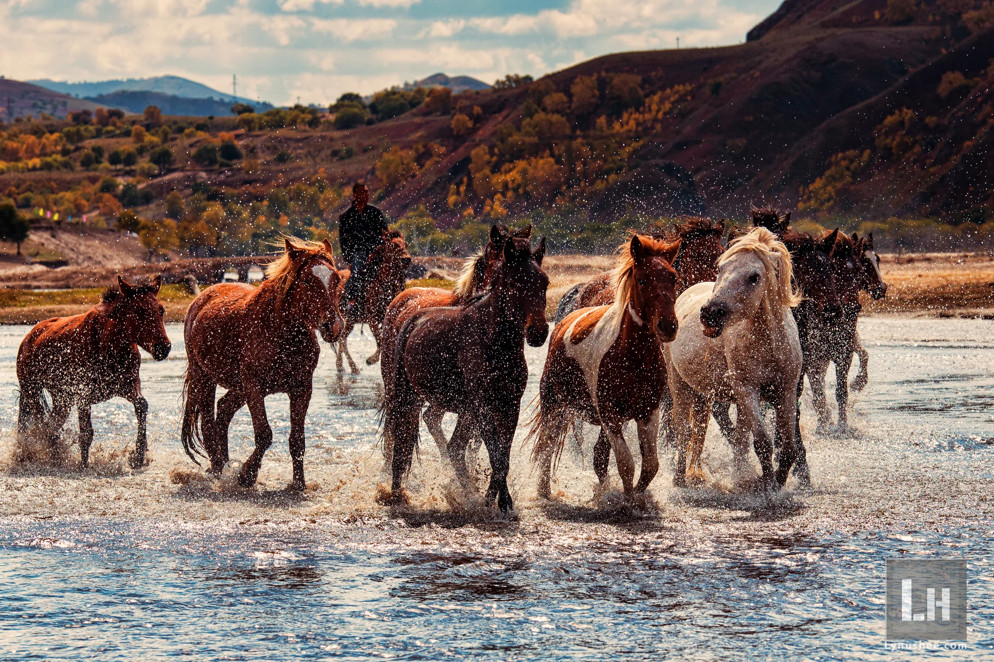 Horsing Around
