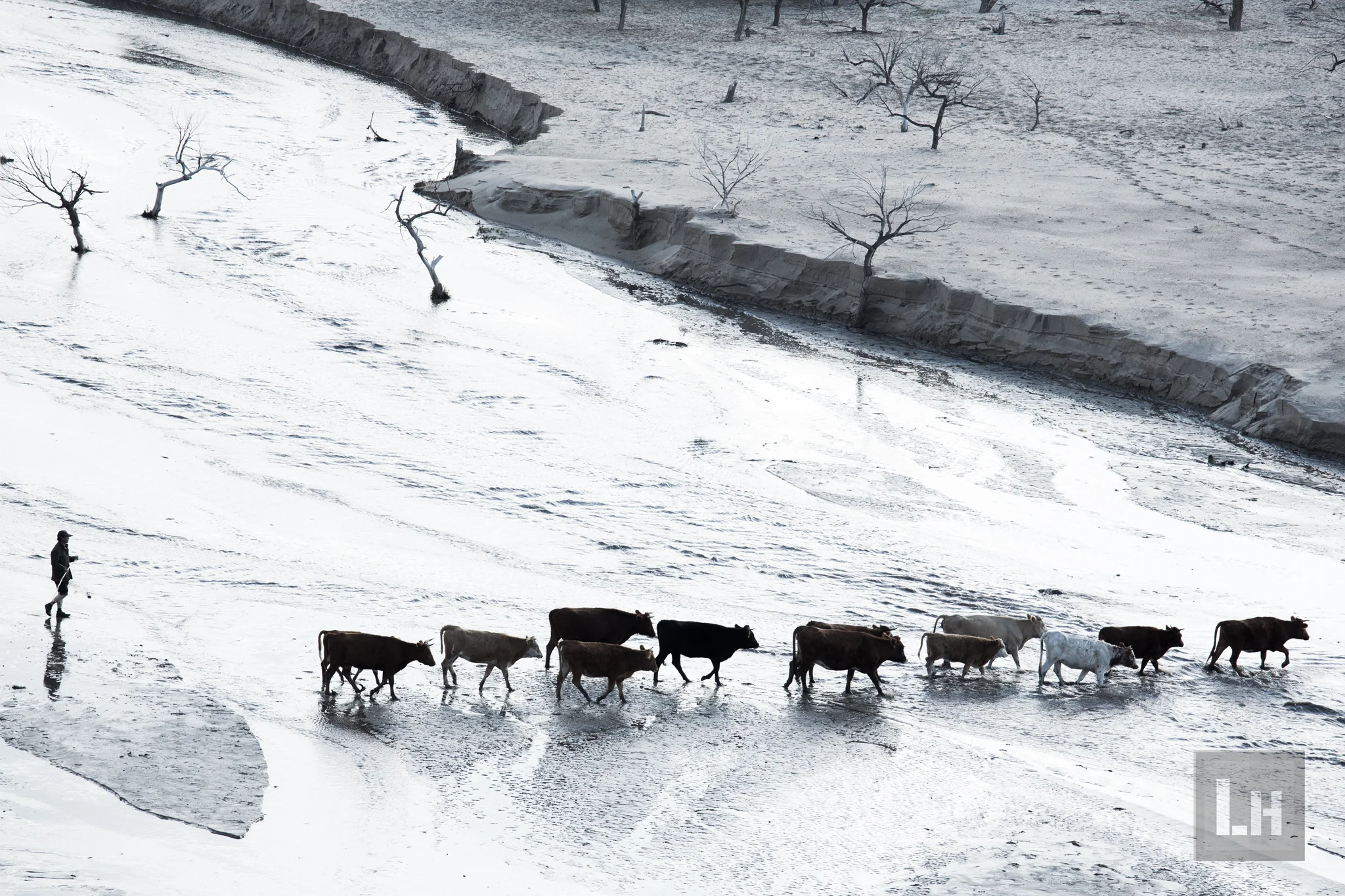 When the Cows Come Home