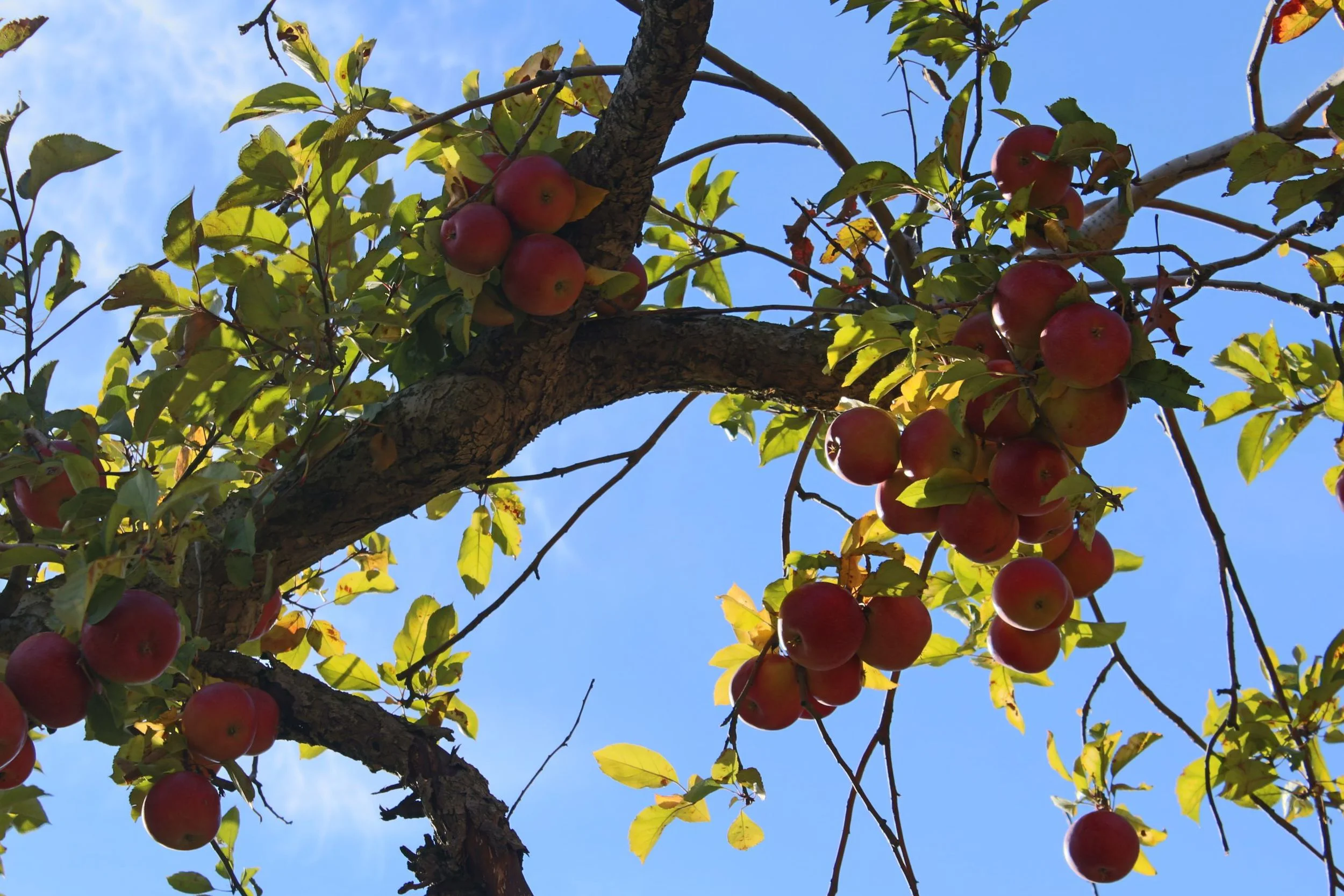 Autumn Orchards - Rockland County