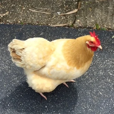 Chickens and our NaPoWriMo Wrap Up! 