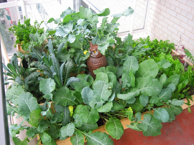 New York, New York - Various balcony gardens featuring raised beds, containers, and sprouting.