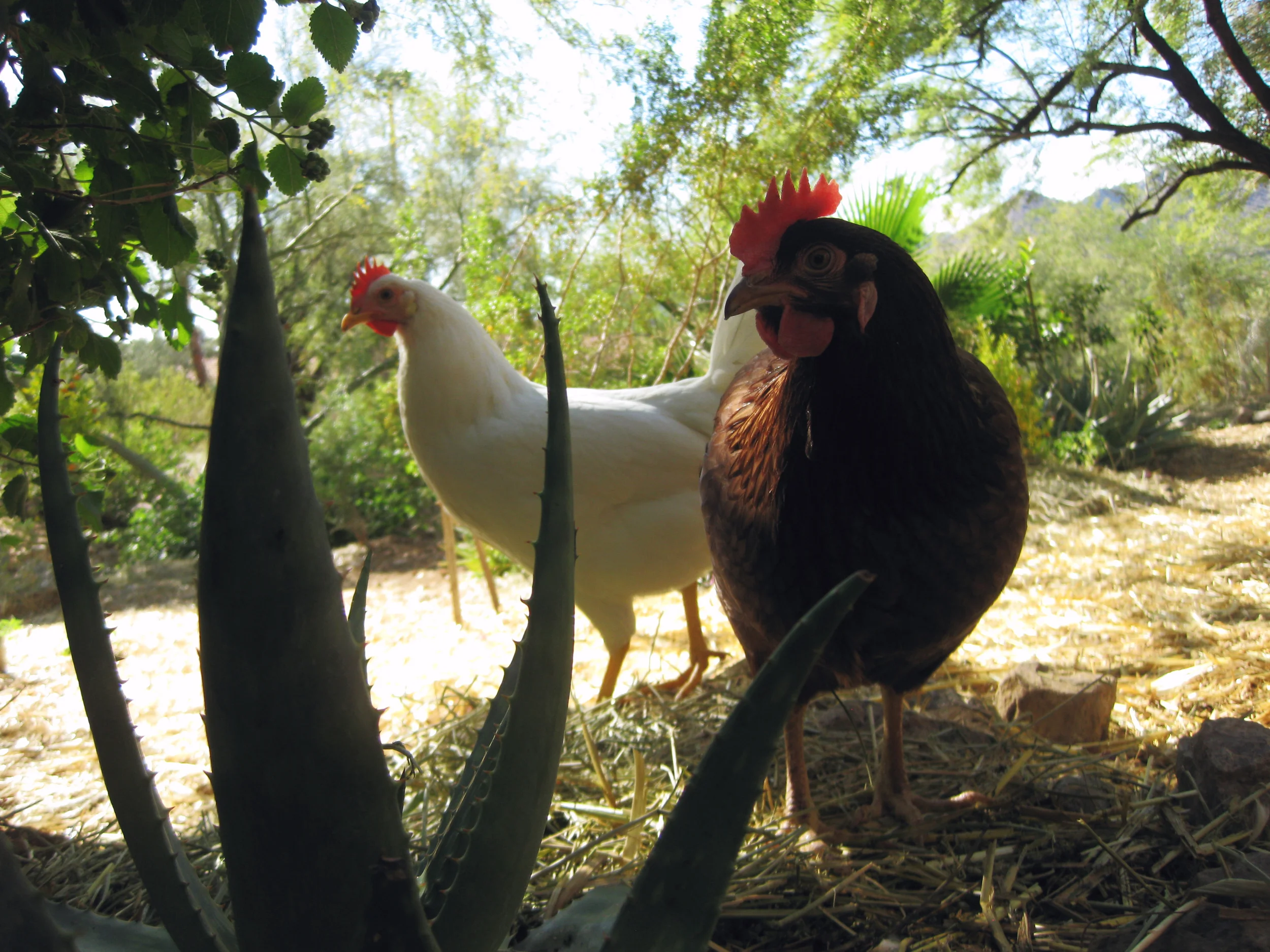 Paradise Valley, Arizona - A desert food forest with chickens, fruit trees, cacti, and much more.