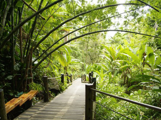 Hilo's Tropical Botanical Gardens