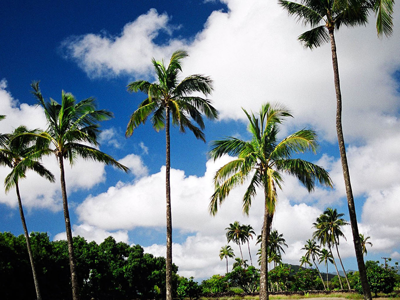 Coconut tree climbing