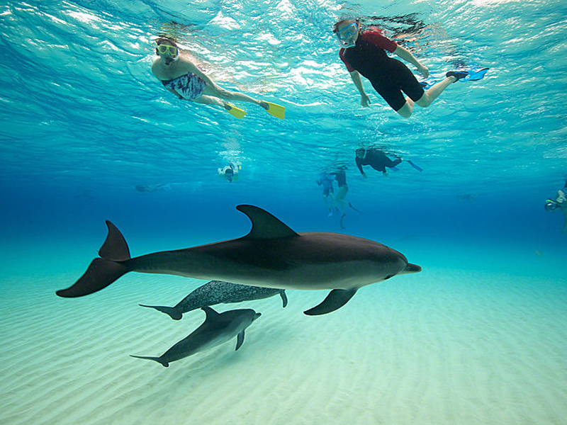Swimming with wild dolphins