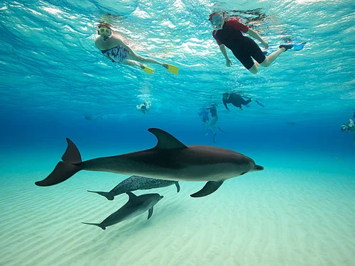 Wild Spinner Dolphin Encounters with Humpback Whale Watching