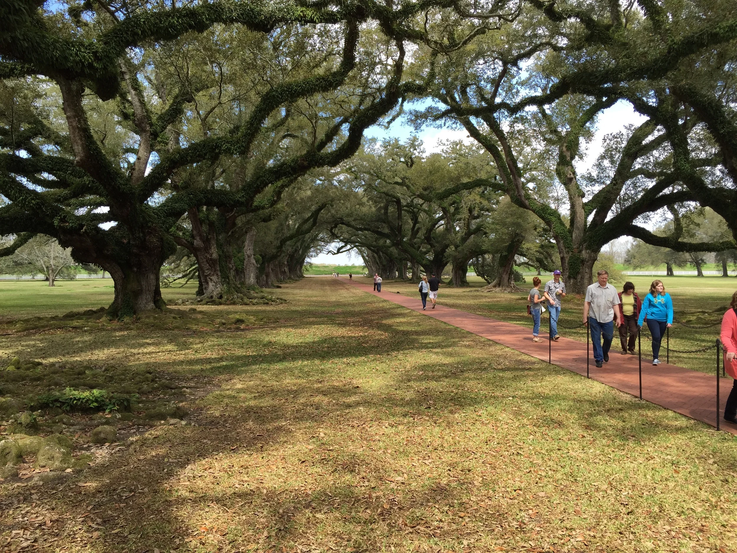 Oak Alley's avenue of Virginia live oaks