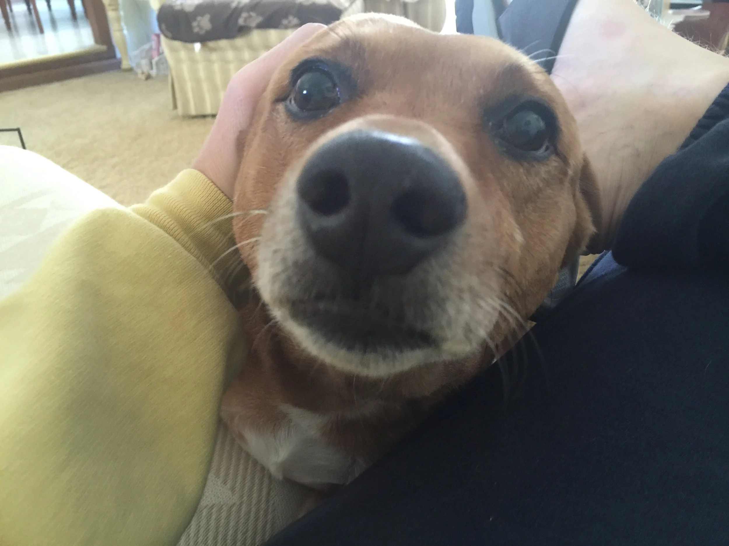Brady is a good dog, but he can stay home!