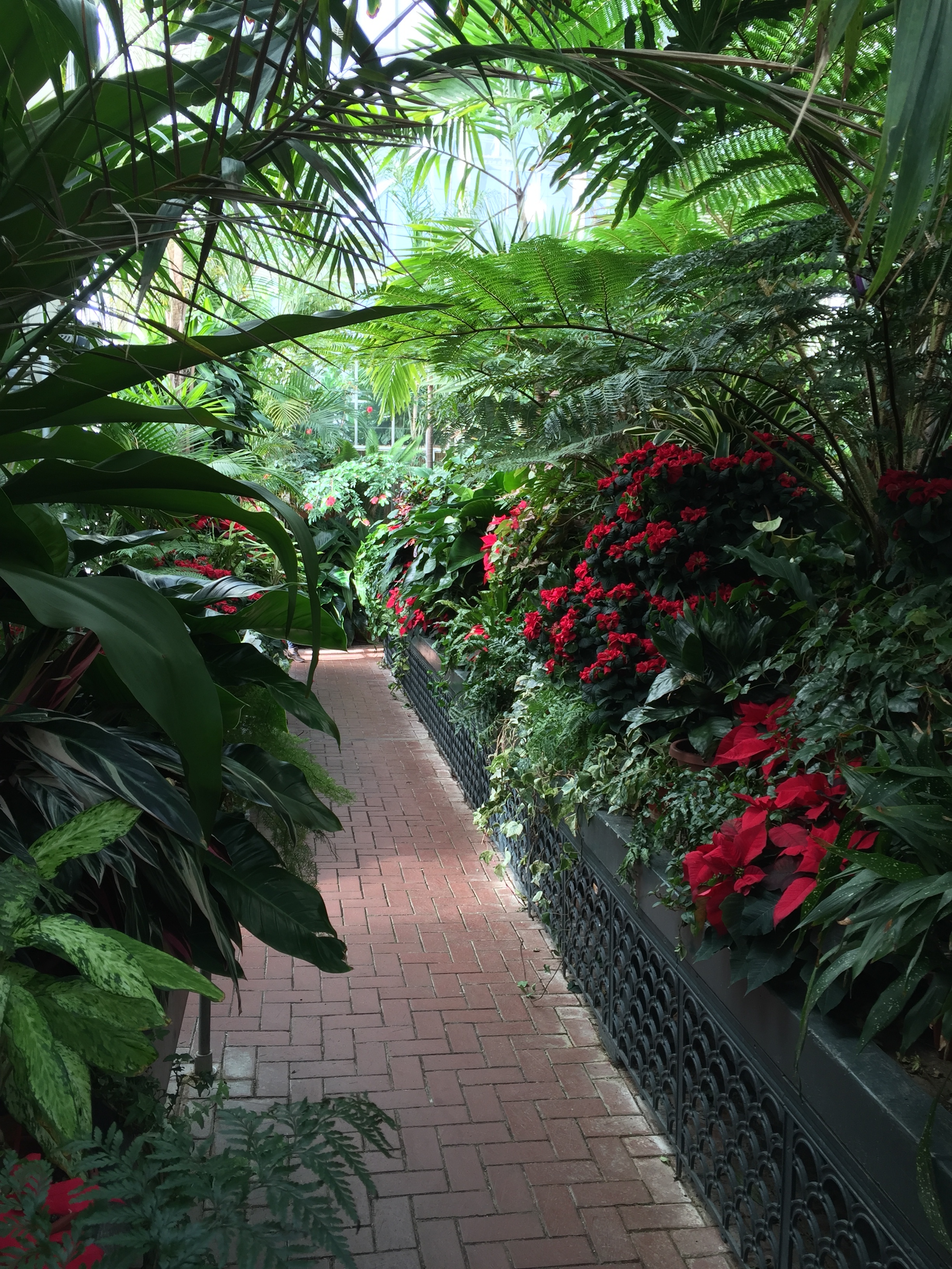 Inside the greenhouse in the adjacent botanical gardens.