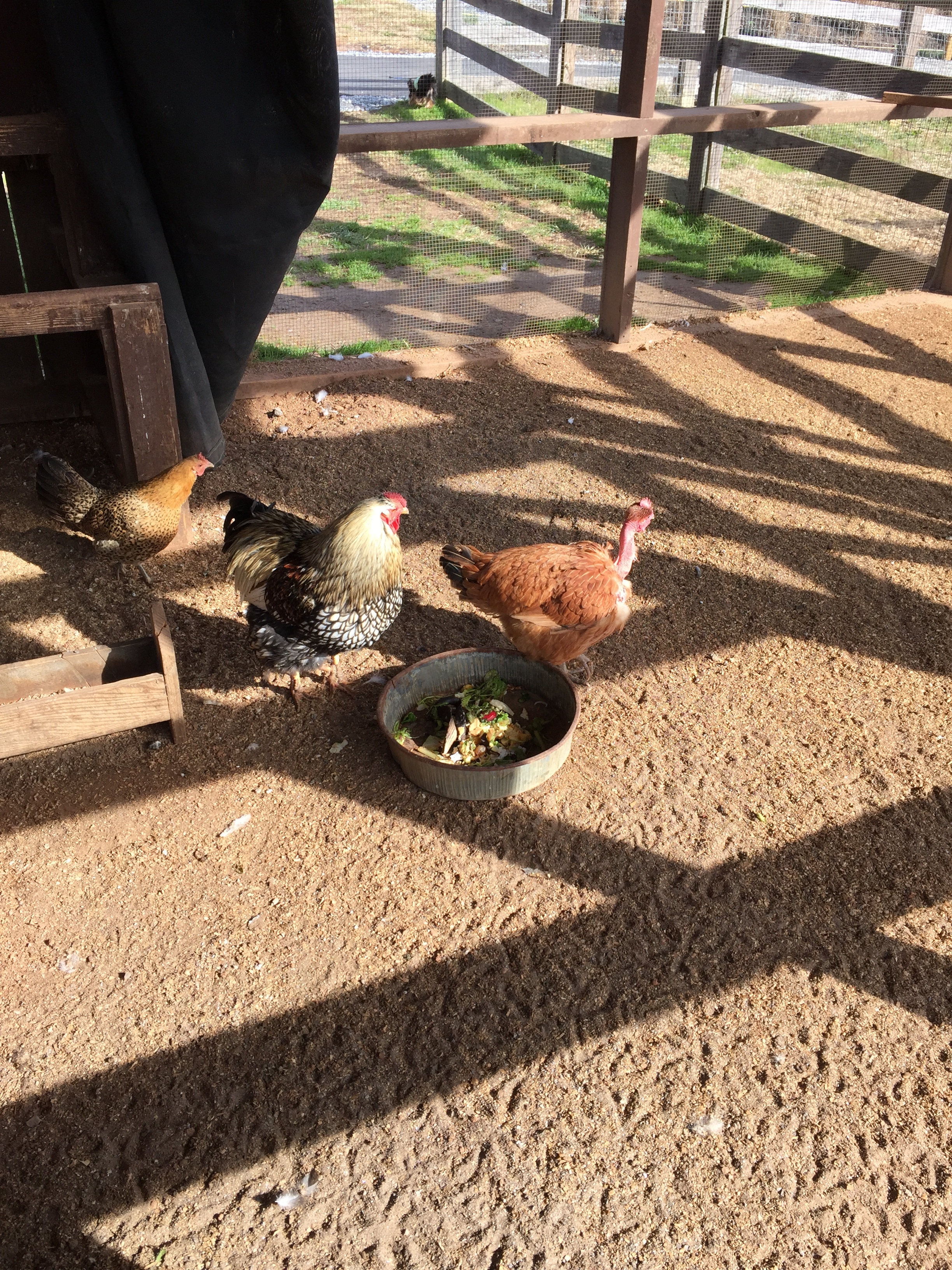 Meet some chickens and other animals at the petting farm.