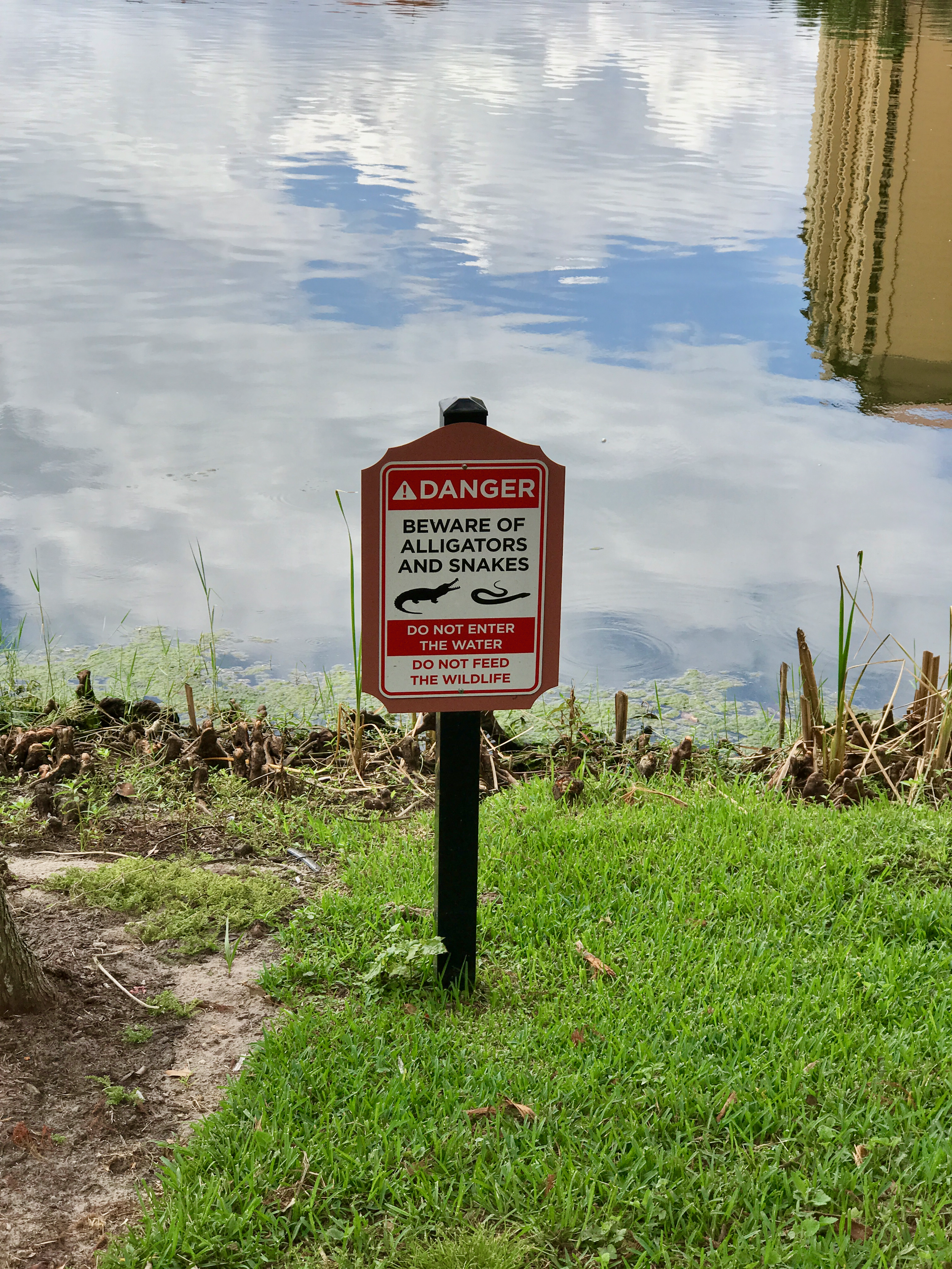 Watch out for alligators!