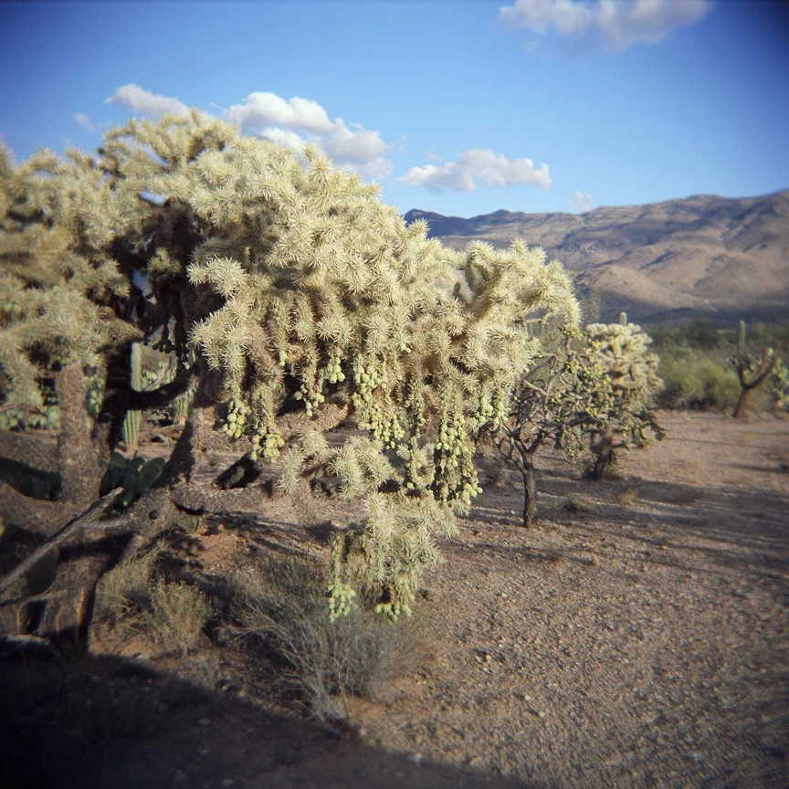 Teddy Bear Cholla, Tucsonsmall.jpg