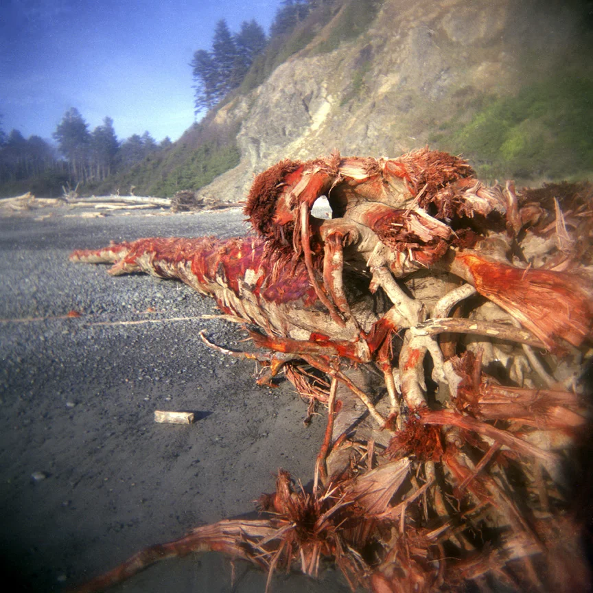 Driftwood, LaPushSmall.jpg