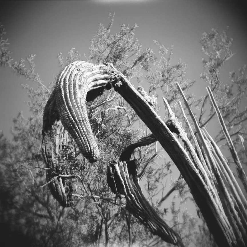 Roadside, Sagauro Westsmall.jpg