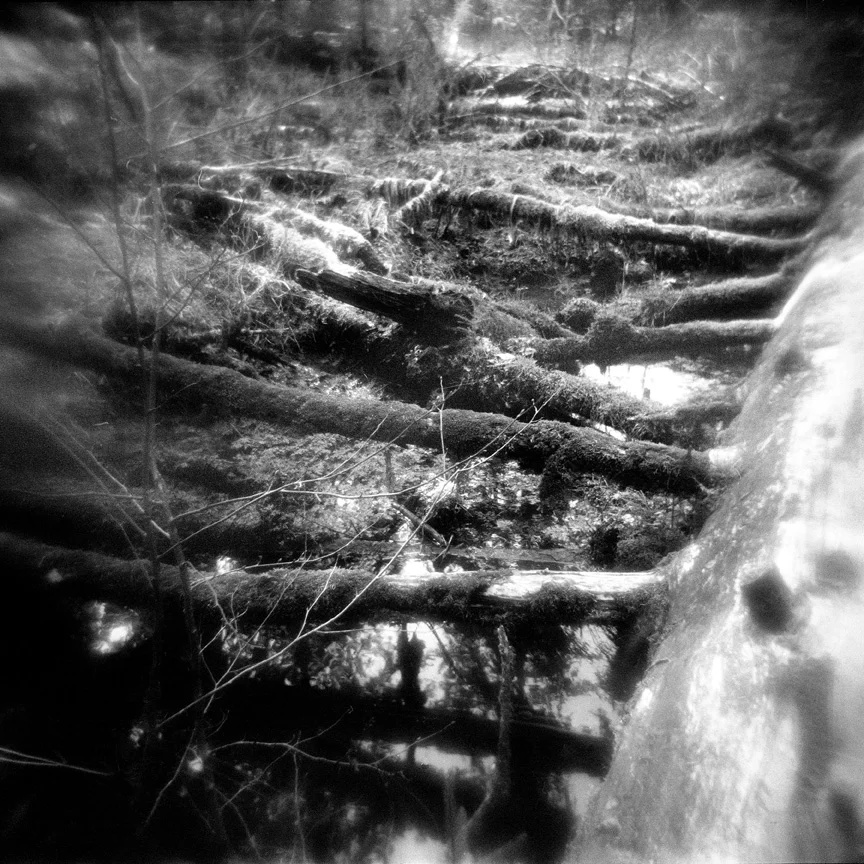 Fallen, Hoh RainforestSmall.jpg