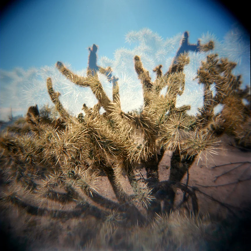 Pricklysmall.jpg
