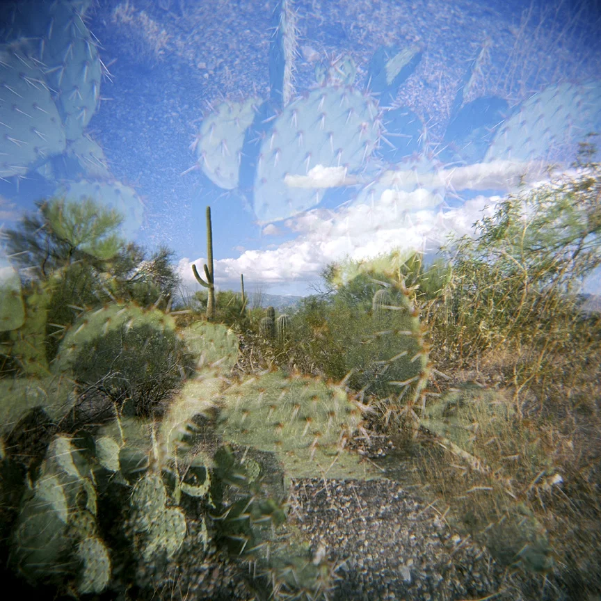 Saguaro small.jpg