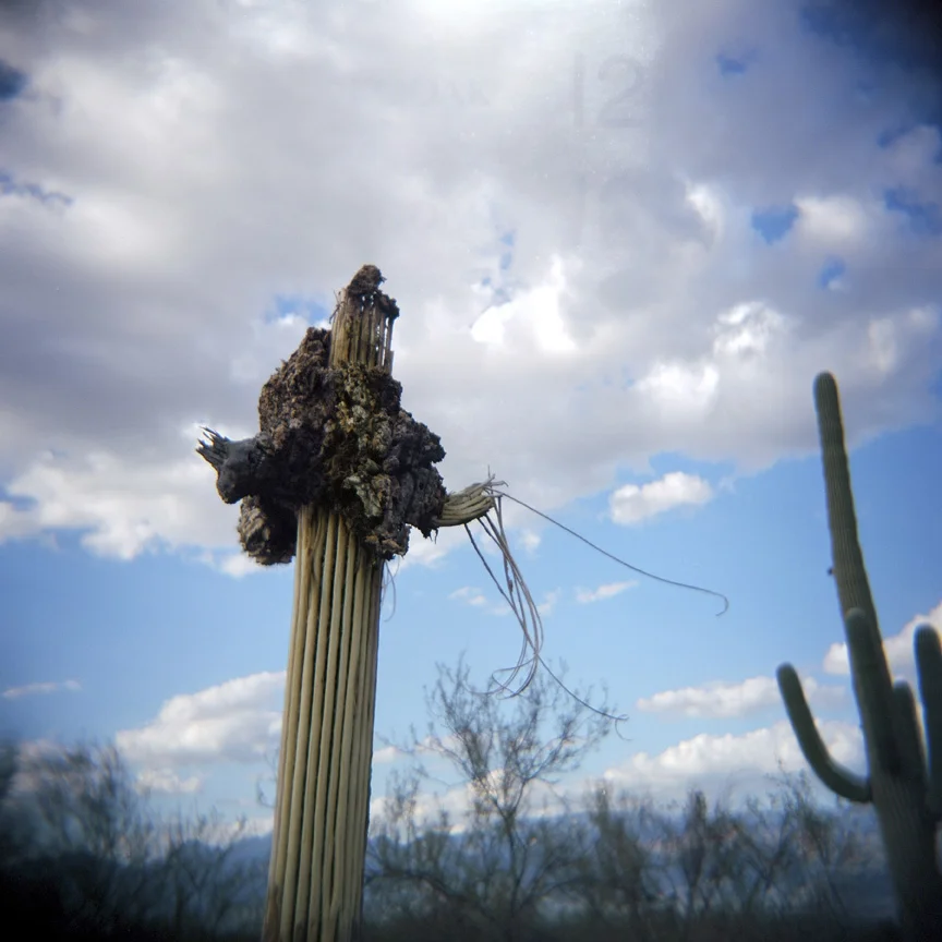 Expired, Saguaro EastSmall.jpg