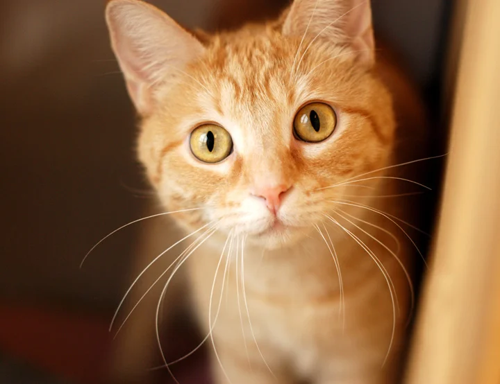 Pet003.jpg