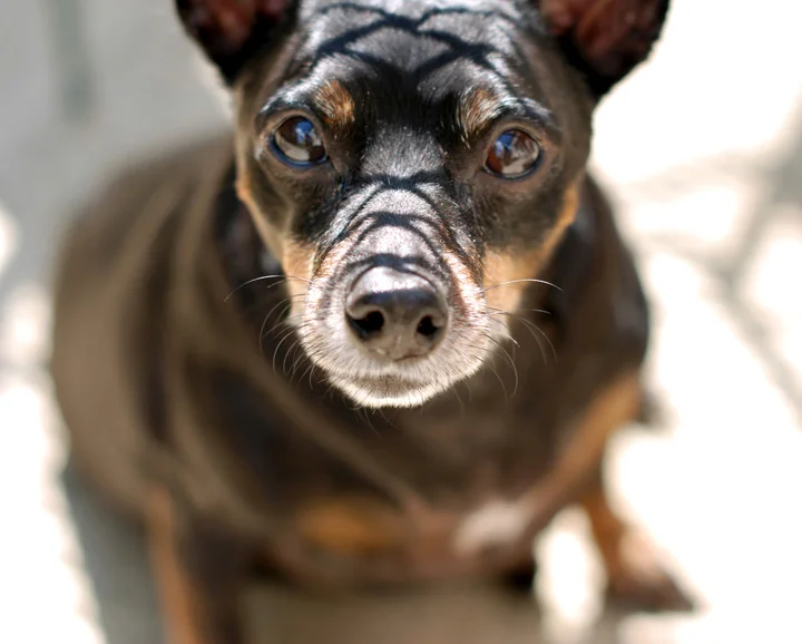 Pet004.jpg