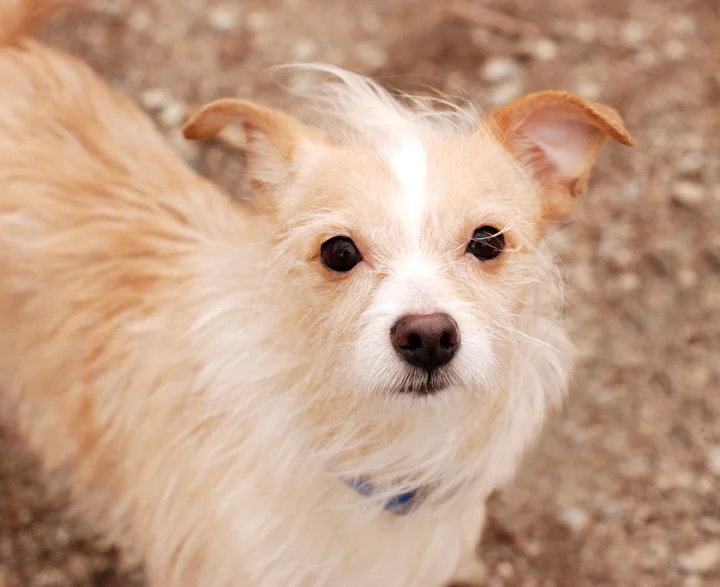 Pet006.jpg