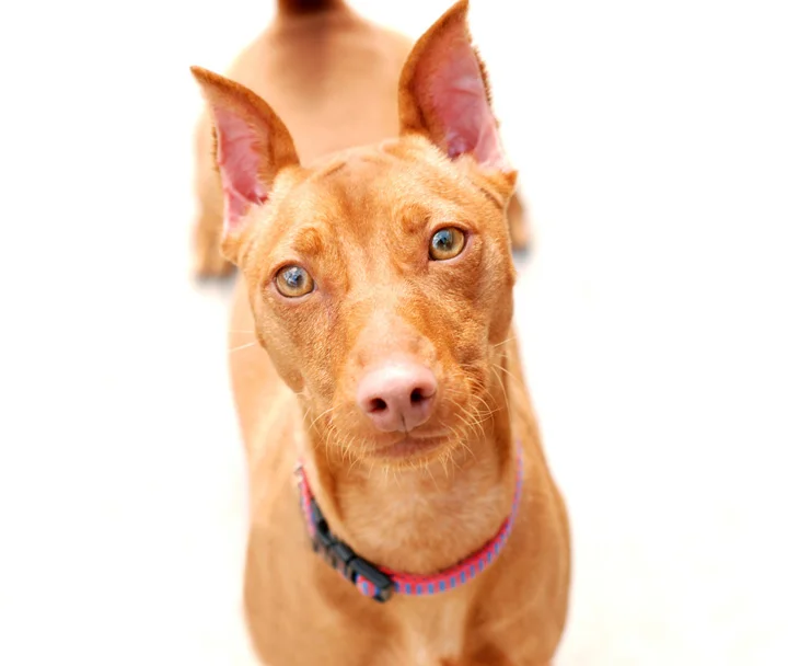 Pets024.jpg