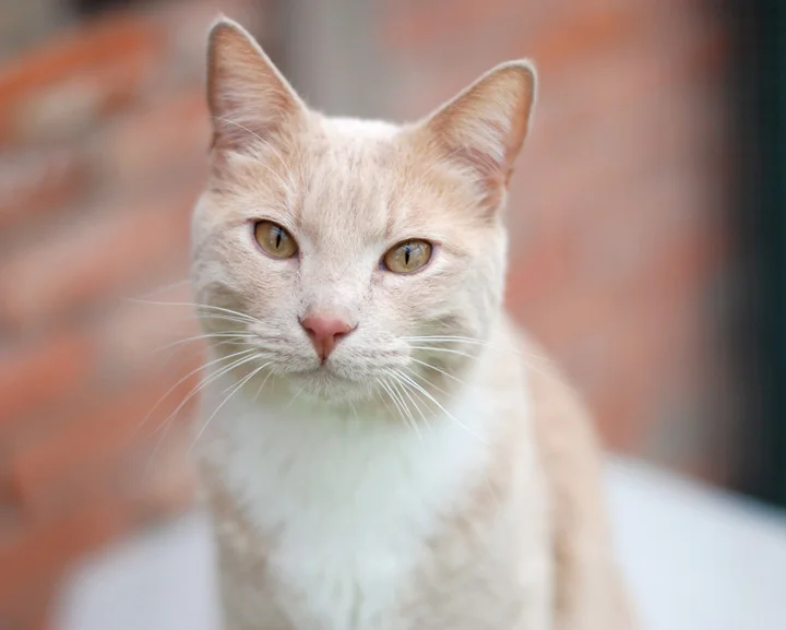 Pets023.jpg