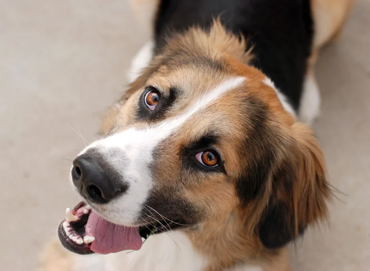 Pets021.jpg