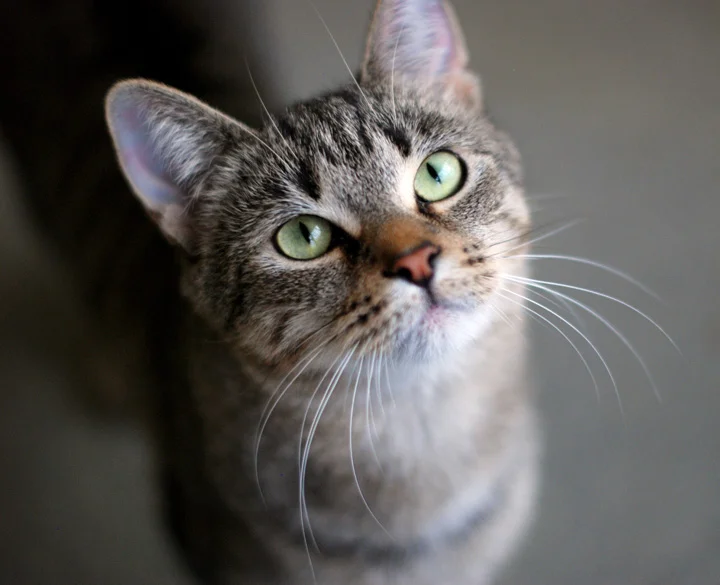 Pet009.jpg