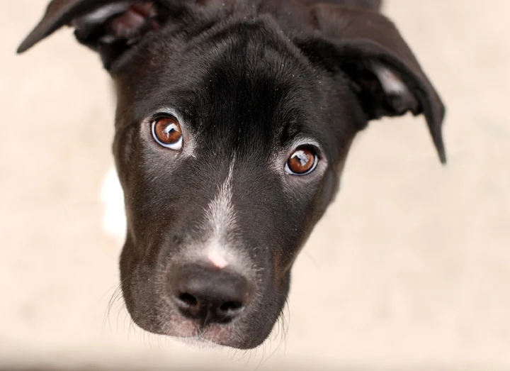 Pet011.jpg