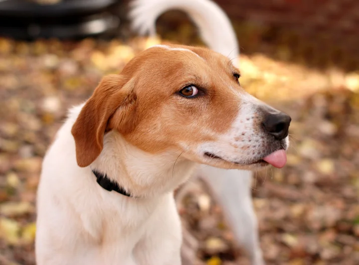 Pet013.jpg
