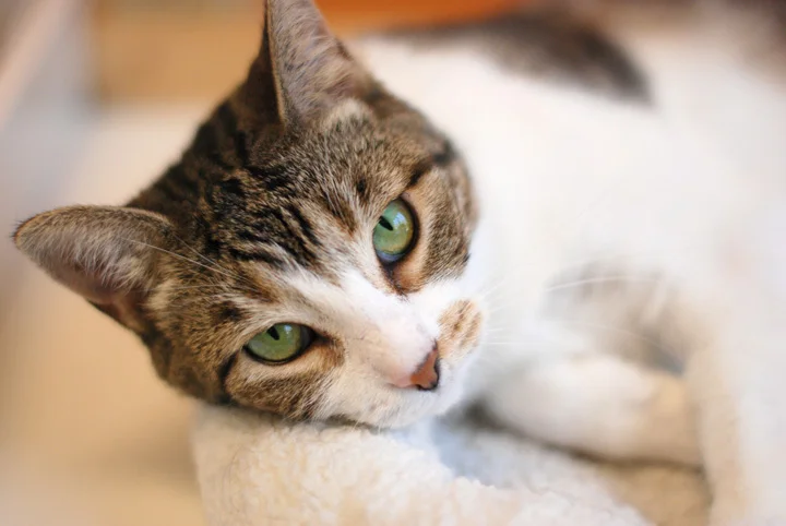 Pets022.jpg