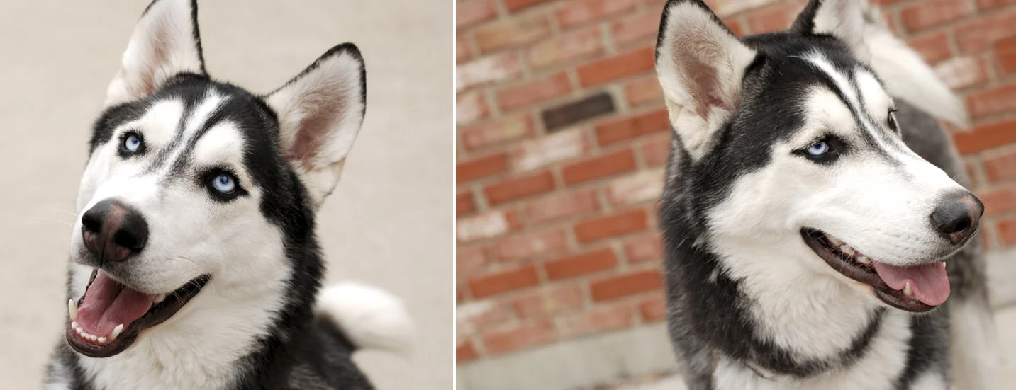 Pets029.jpg