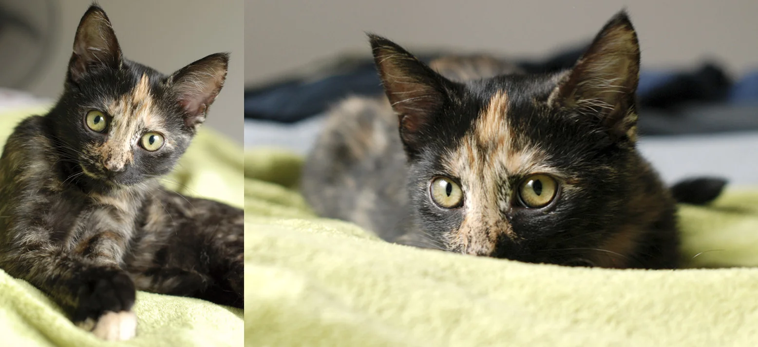 Pets028.jpg