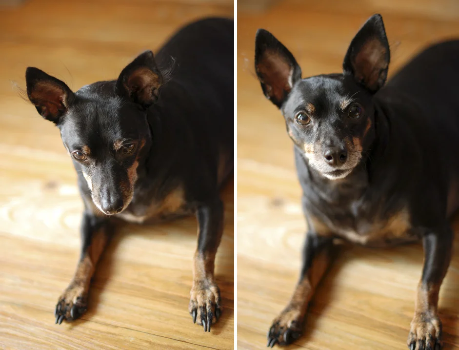 Pets026.jpg