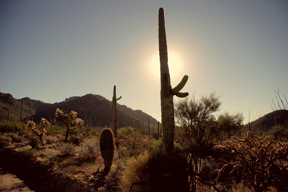 SaguaroPark002.jpg