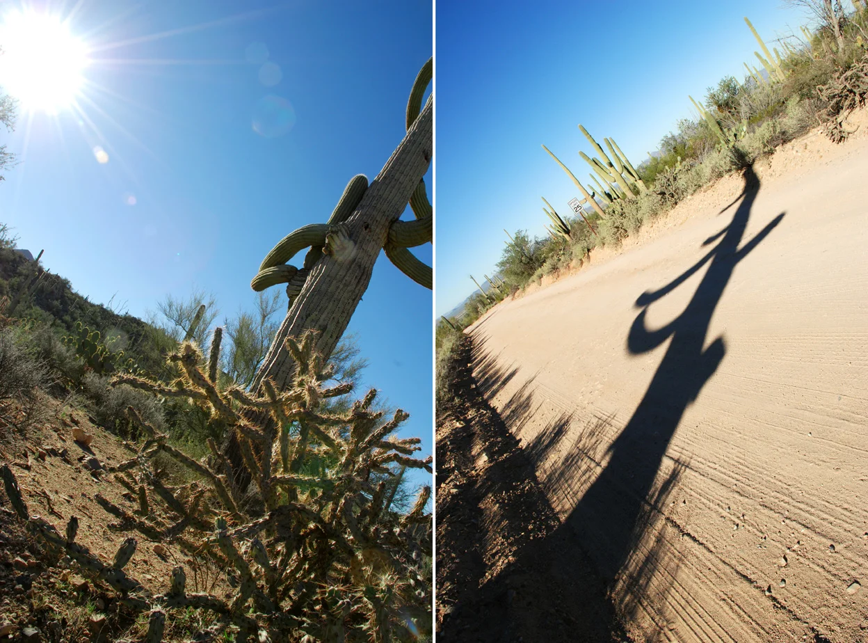 SaguaroDiptych.jpg