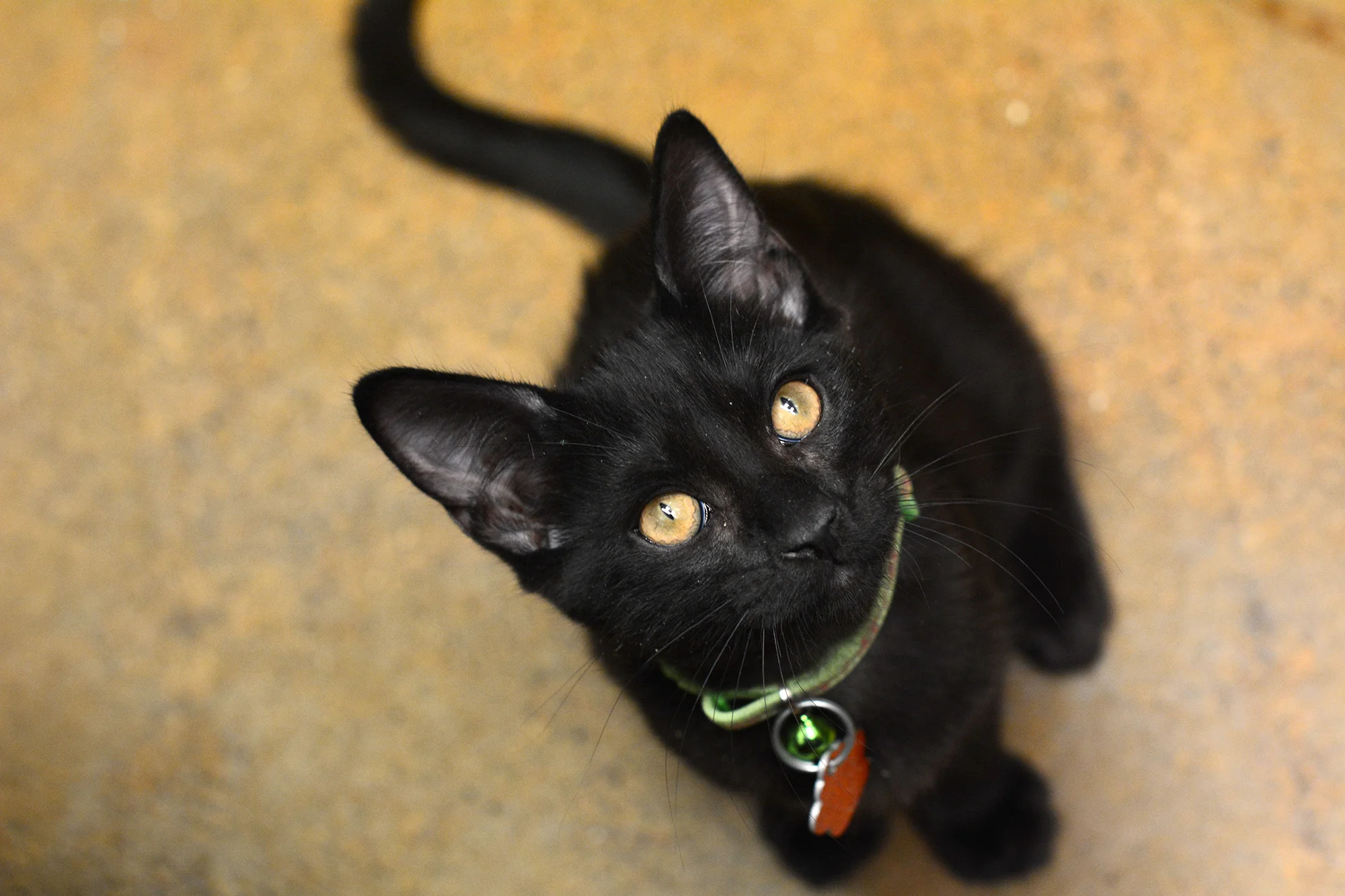 Panther01-web.jpg