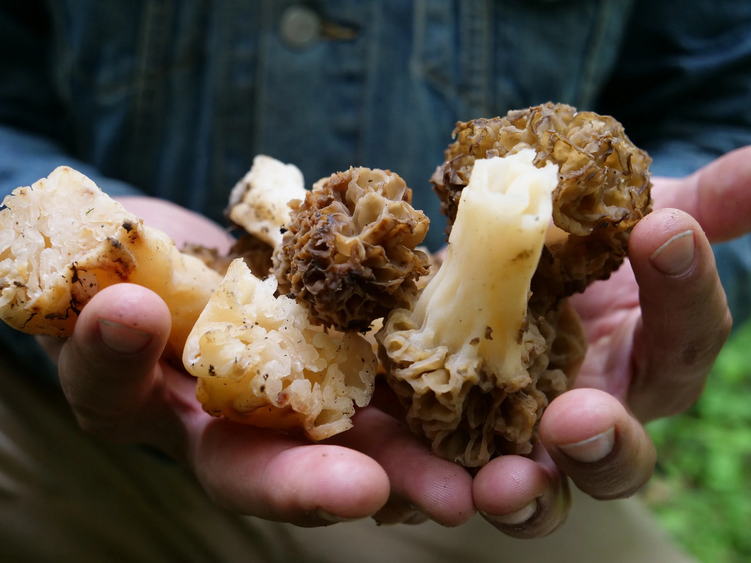 Foraging for Meaning