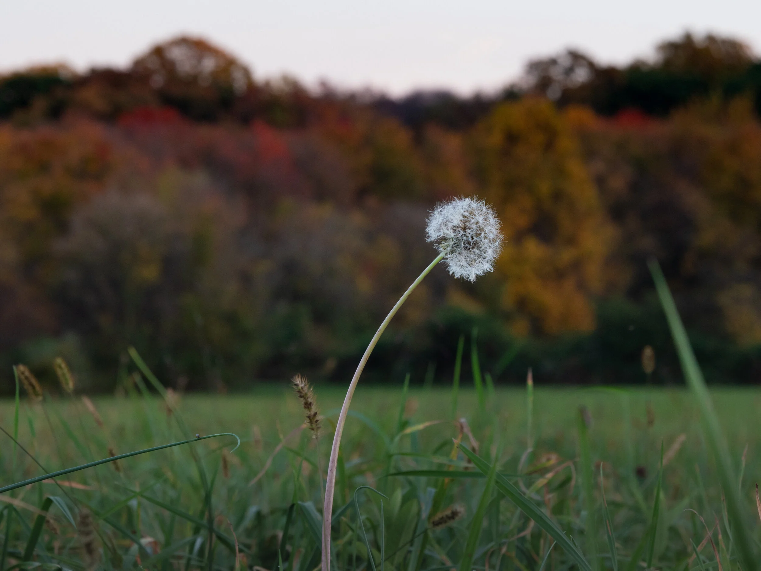 Falling into the Season